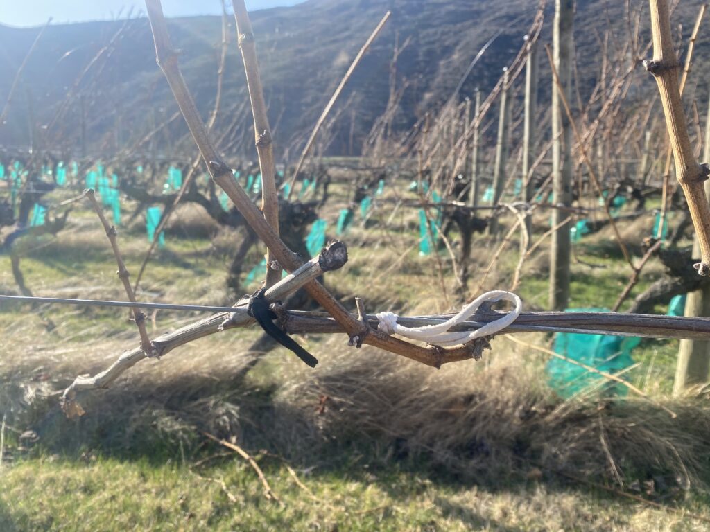 A grape leader cane is tied up using Prime Ties after winter pruning in central Otago