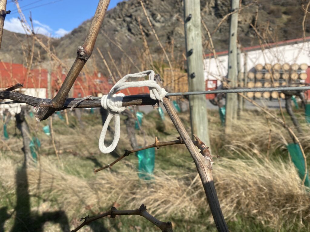 A grape vine is tied up using vine Ties after winter pruning in central Otago.