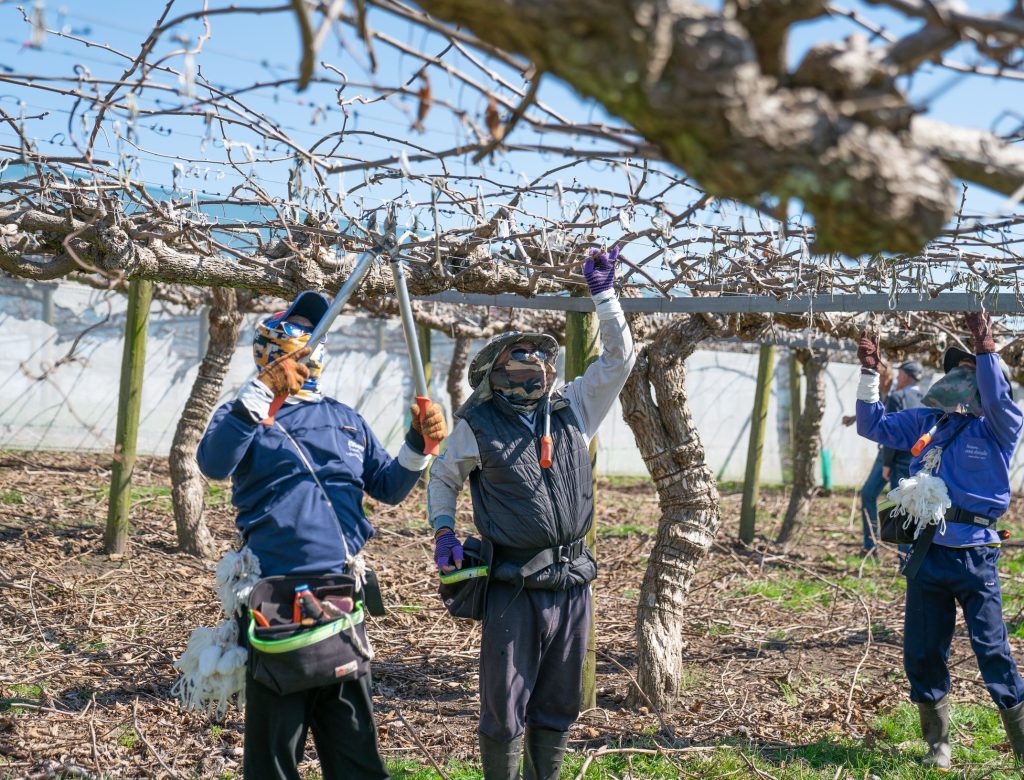 Seasonal workers in kiwfruit vinyard pruning and tying down between seasons in Bay of Plenty New Zealand. Photo by Brian Scantlebury