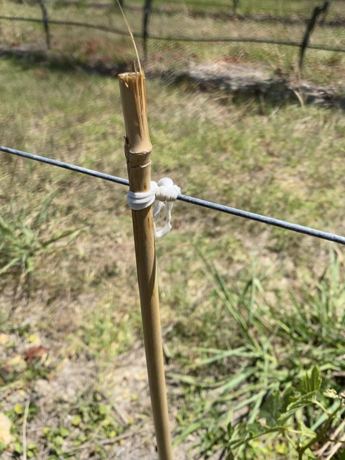 A Prime tie supporting a bamboo cane to help young grape vines grow along the guide wire.