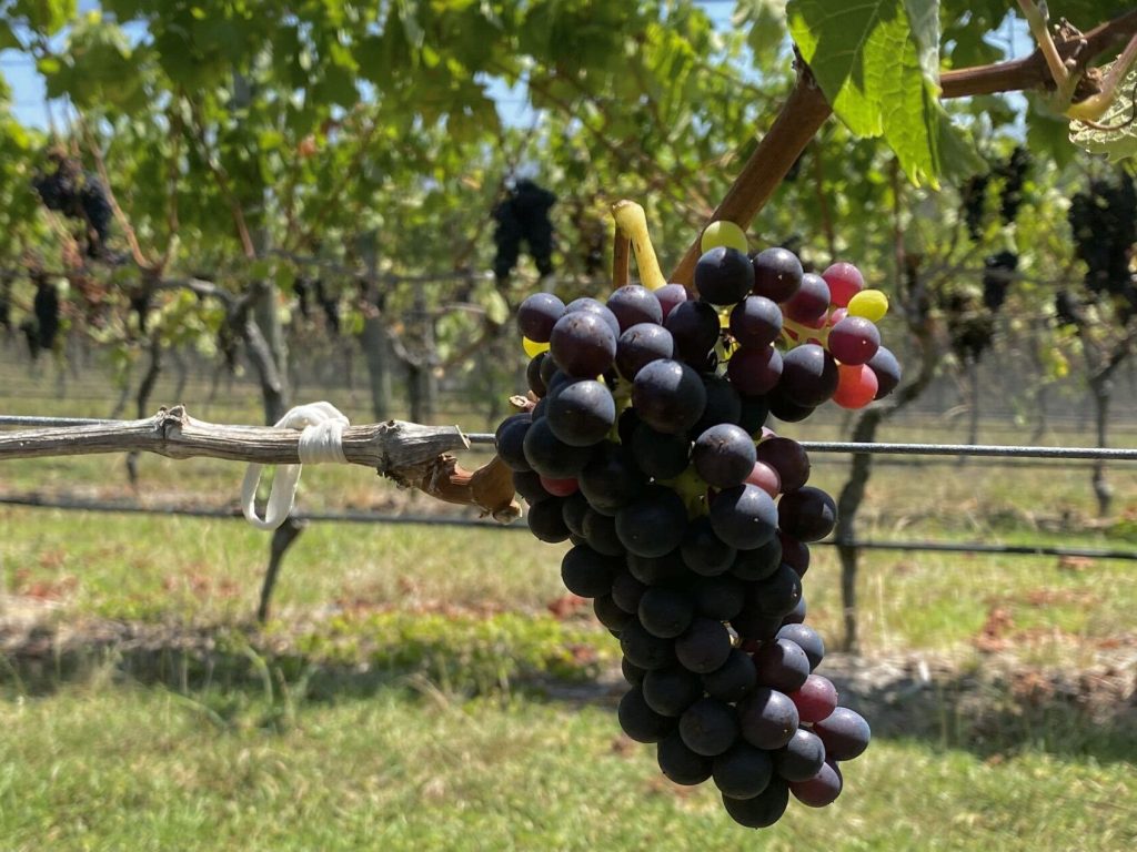 Ripe grapes are supported on the vine in Russell, Northland.